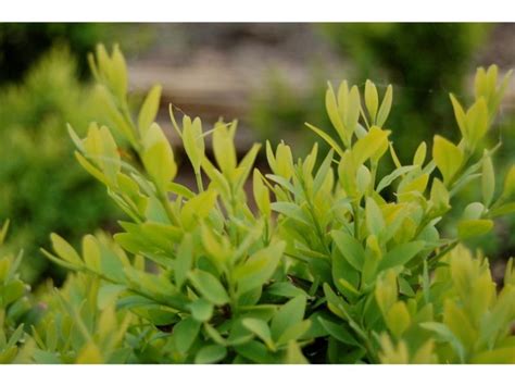 Shrubs That Do Not Attract Bees - Harvest Indoor