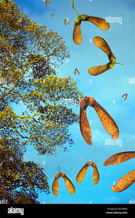 Sycamore seeds falling hi-res stock photography and images - Alamy