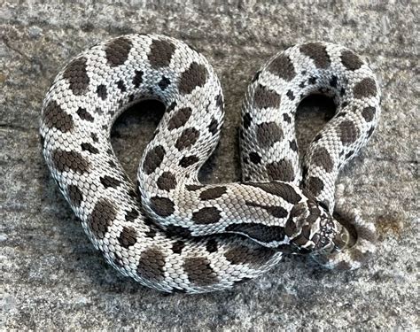 Anaconda Axanthic Western Hognose Snake for sale | Snakes at Sunset