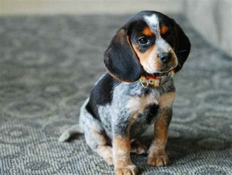 Blue Tick Beagle Puppy | PETSIDI