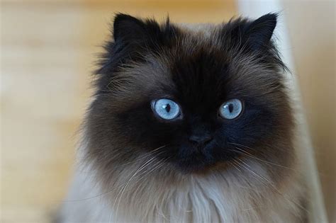 HD wallpaper: Cats, Animal, Blue Eyes, Himalayan Cat | Wallpaper Flare