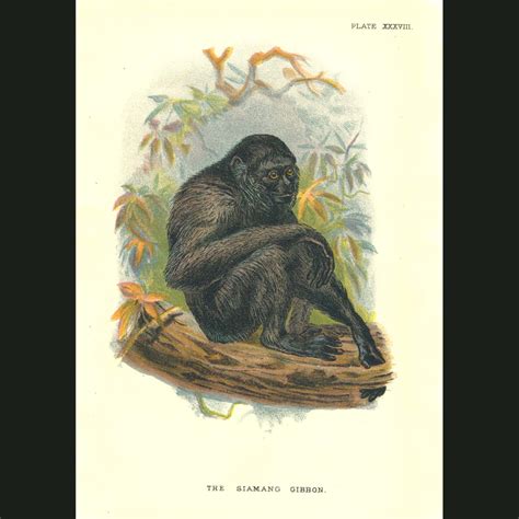 Siamang Gibbon. Fine art print.