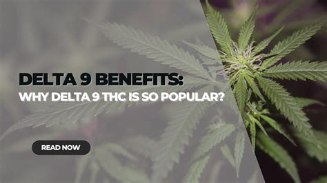 Delta 9 Benefits: Why Delta 9 THC is so Popular