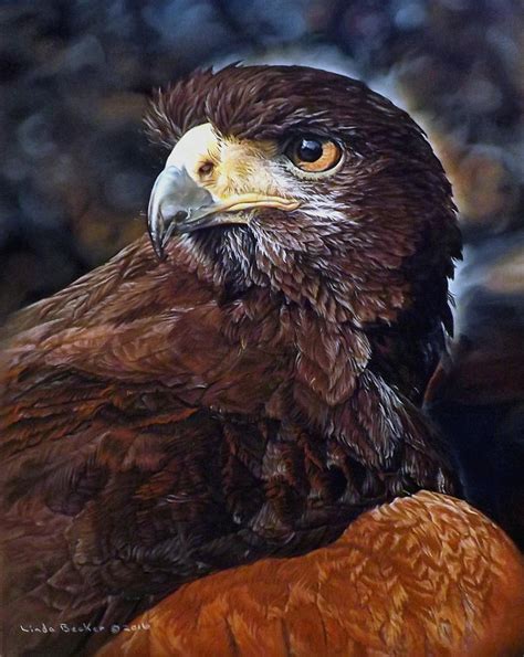 Sig the Harris Hawk Painting by Linda Becker - Fine Art America