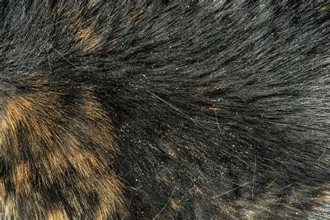 What Causes Bad Dandruff In Cats - Visit Link