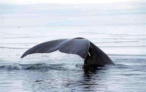 Triumphs of the endangered Bowhead Whale | FrontierScientists