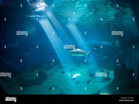 Sharks swimming in an aquarium in Maui, Hawaii Stock Photo - Alamy