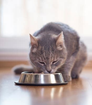 The Best Cat Food Bowls and Interactive Feeders to Delight Your Kitty