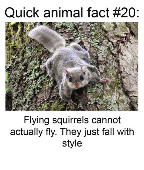 Fun fact about flying squirrels - Meme by KnightOfCydonia :) Memedroid