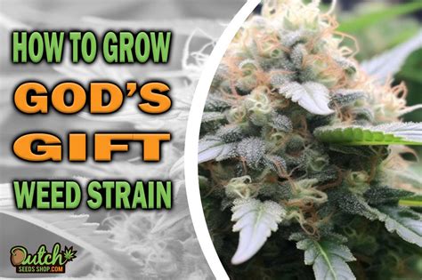 How to Grow God's Gift Strain - DSS