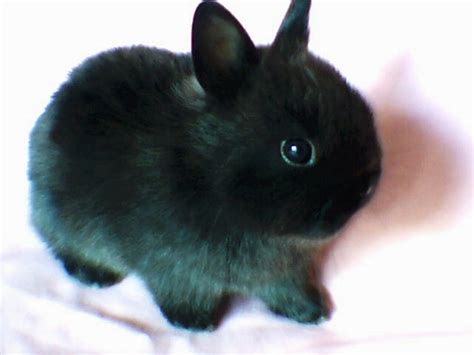 Black Netherland Dwarf Bunny......... HE'S SO CUTE AND FLUFFY!!!!!!!!!!!!! | Dwarf bunnies ...