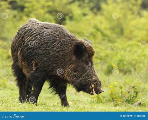 Wild Boar With Tusks Stock Image - Image: 20670941