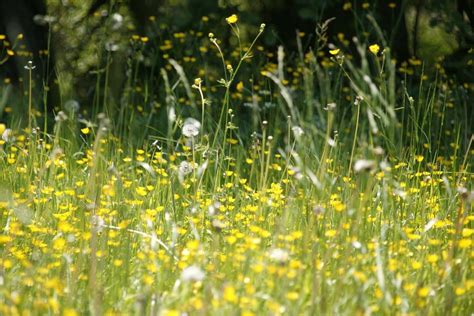 Grass Allergies: The Causes and Cures | Wikilawn