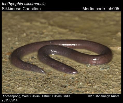 Ichthyophis sikkimensis Taylor, 1960 - Sikkimese Caecilian | Amphibians