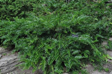 Emerald Spreader Japanese Yew. Japanese Plum Yew | Evergreen garden, Shade plants, Yew shrub