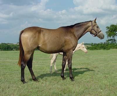 Buckskin (sooty) - Golden Belle is a sooty buckskin. (Bred, owned, and ...