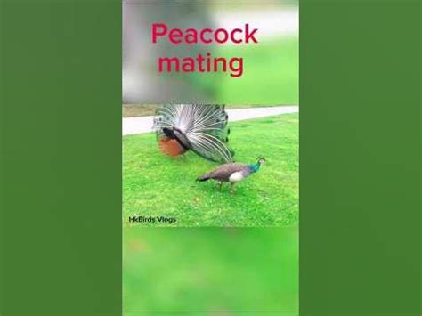 Peacock mating/beautiful peacock dance 🦚#peacock #shorts #viral #animals #birds - YouTube