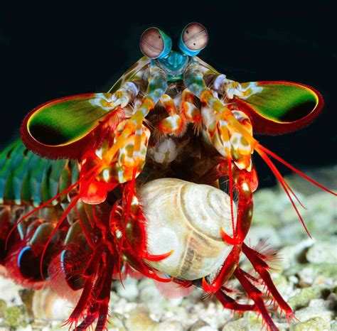 A cooler ocean predator than sharks? Consider the mantis shrimps