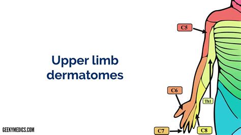 Dermatomes and Myotomes | Sensation | Anatomy Geeky Medics | Medical ...