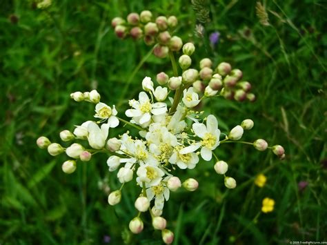 White Wildflowers – FREEBigPictures.com