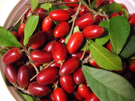 Synsepalum dulcificum, miracle fruit — Florist's Plantica