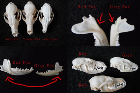 Red Fox Vs. Grey Fox Skull by WolfForce58205 on DeviantArt