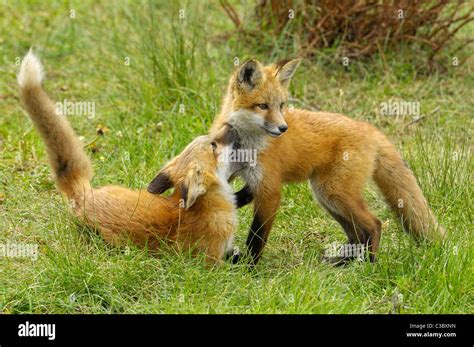 Two baby foxes at play Stock Photo - Alamy