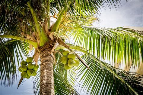 Tree Palm Coconuts Coconut - Free photo on Pixabay