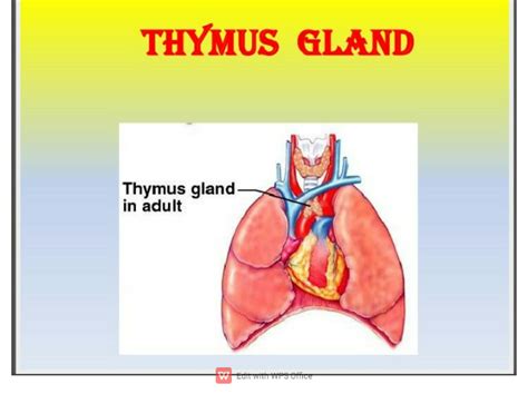 SOLUTION: Thymus gland anatomy and physiology wps office 1 - Studypool