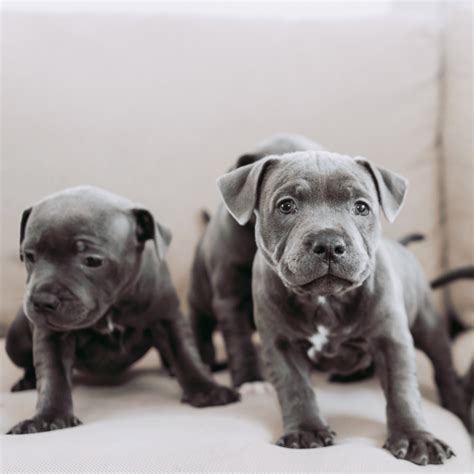 Buying A Staffy Puppy: Everything You Need to Know | Trusted Pups