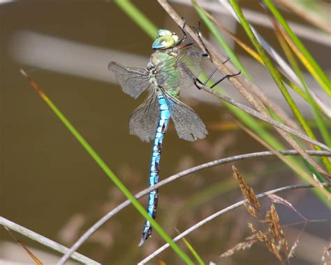 Bamber Bridge Birder: Ashdown Forest - Emperor Dragonfly - 1st August 2011