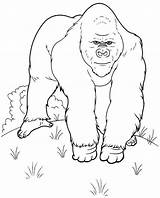 Gorilla Pictures For Kids  Coloring Home sketch template