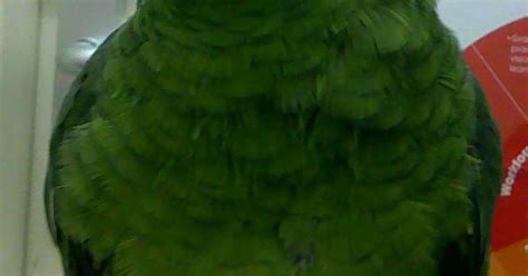 Mitoo: Much-loved parrot who sung Twinkle Twinkle to children stolen from nursery - Mirror Online