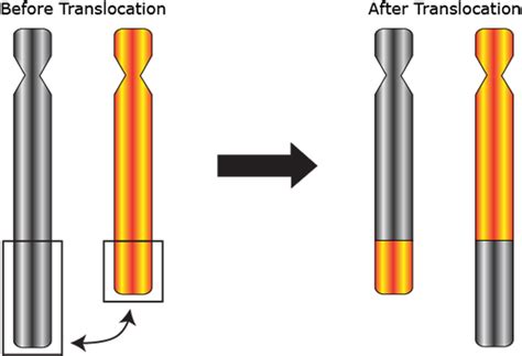 ViaGene: Translocations