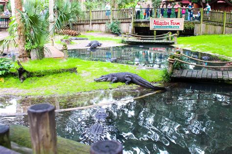St. Augustine Alligator Farm Zoological Park - Date Your State