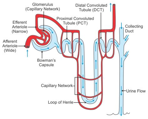 describe the structure of a nephron with the help of a labelled diagram wvudt1bb -Biology ...