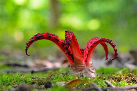 Octopus Stinkhorn edible? UK guide to the Devil’s Fingers » Shetland's Garden Tool Box