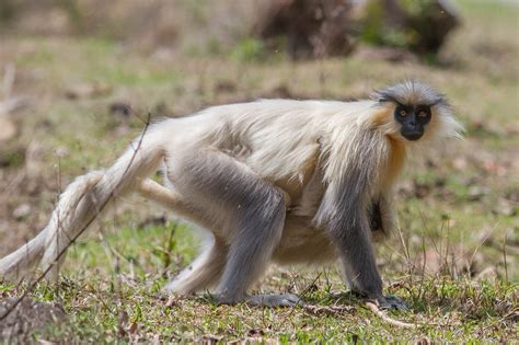 Golden Langur Mating Season in Bhutan 2025 - Rove.me