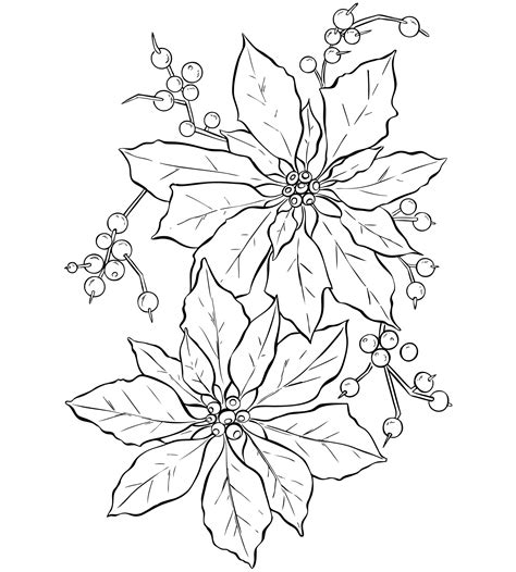 Poinsettia Flower Line Art Free Stock Photo - Public Domain Pictures