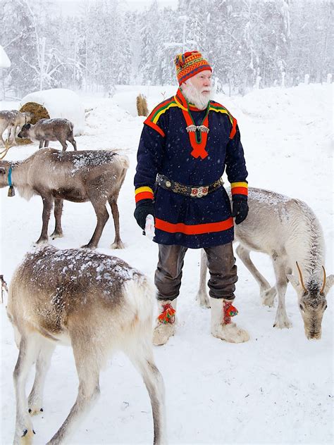 Sami reindeer herder out in Swedish Lapland. No visit to the region is complete without an ...