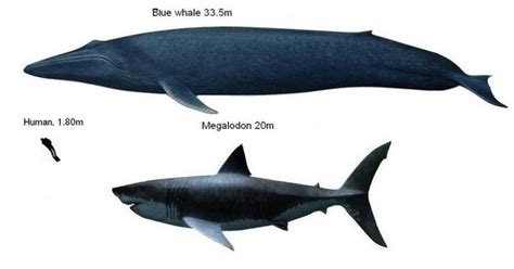 Blue Whale Compared To Megalodon