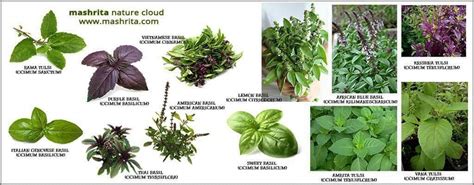 How‌ ‌can‌ ‌you‌ ‌solve‌ ‌black‌ ‌spots‌ ‌on‌ ‌basil‌ ‌leaves?‌