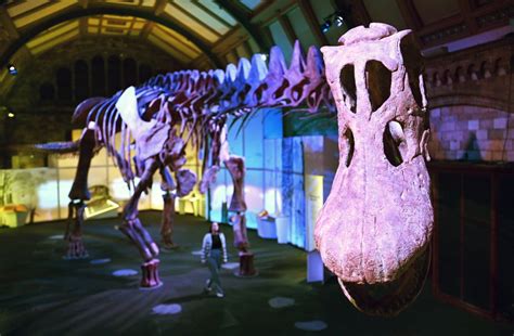 Europe’s first titanosaur skeleton revealed at London’s Natural History Museum