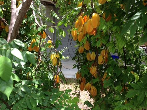 Planting a Starfruit Tree in the Keys | KeyIsle Realty