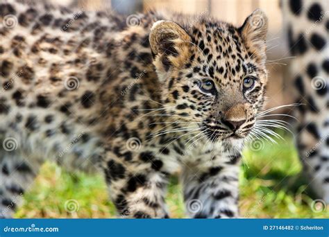 Close Up Of Cute Baby Amur Leopard Cub Stock Photography - Image: 27146482