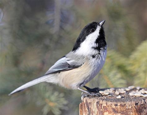 Can You Guess the Official State Bird of All 50 States? | Birds and Blooms