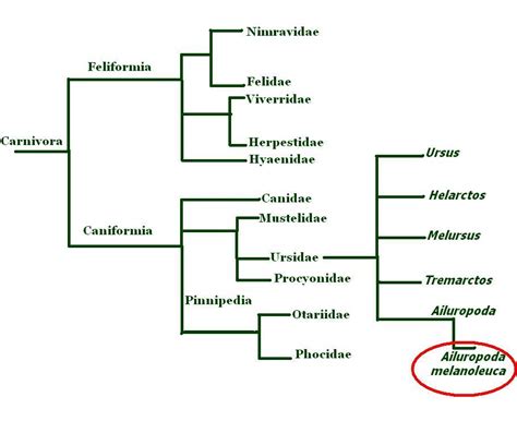 javascript - Cladogram, tree of life, cladistics, taxonomy in JS or ...