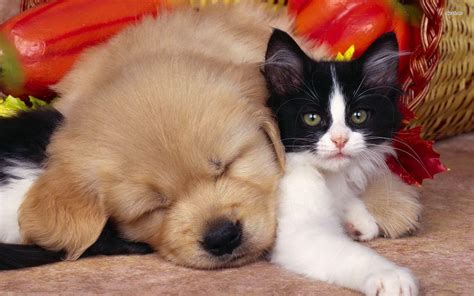 Cute Cats and Dogs Wallpapers - Top Free Cute Cats and Dogs Backgrounds - WallpaperAccess