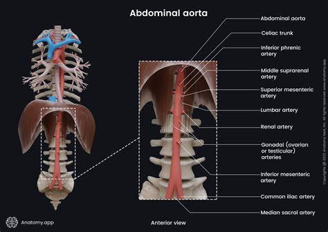 Aorta Anatomy