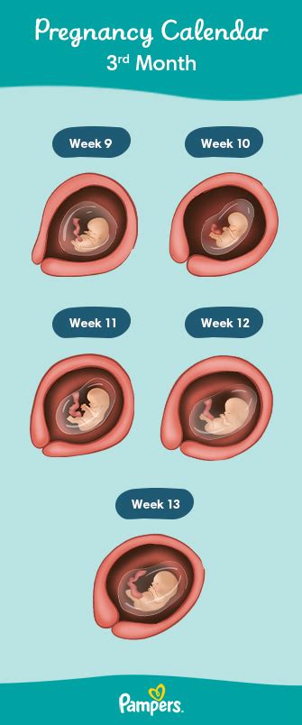 Fetal Development Month 3